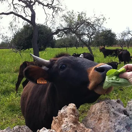 Farm stay Sa Bassa Crua Sa Torre